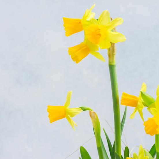 Åbningstider i påskeugen 2025