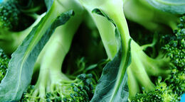 Broccolien er klassens duks, men alle kål er sunde
