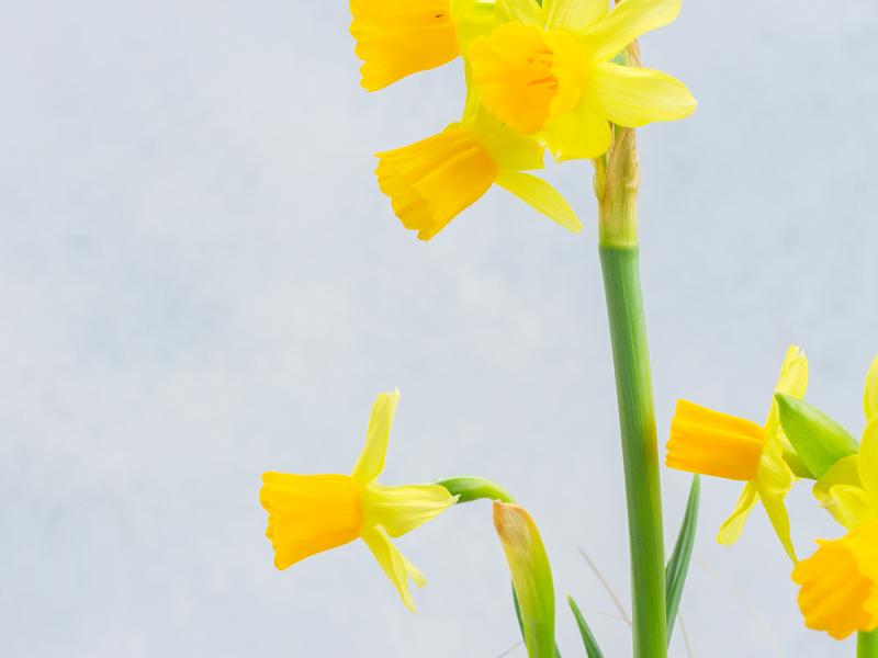 Åbningstider i påskeugen 2025